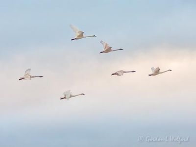 Six Trumpeter Swans In Flight DSCN121358