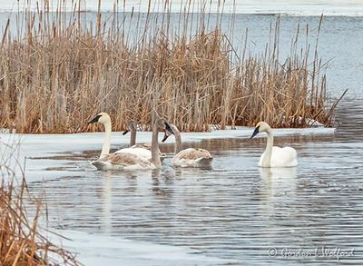Five Swans A-swimming DSCN121340-1