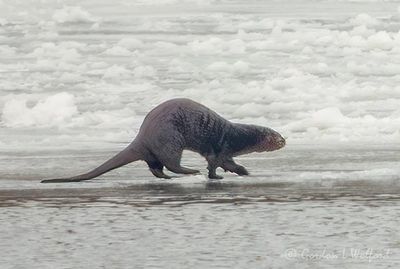 Otter On Ice On The Go DSCN121483