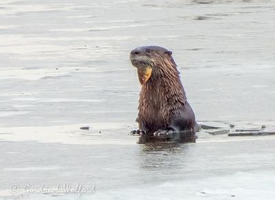 Otter With Fish For Breakfast DSCN121626