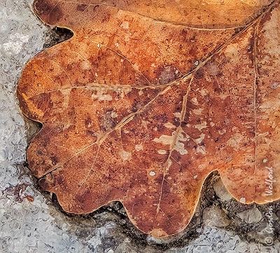 Winter Oak Leaf In Ice DSCN121714 (crop)