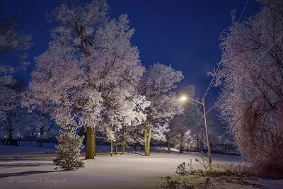 Frosty Trees At First Light 90D56276-80