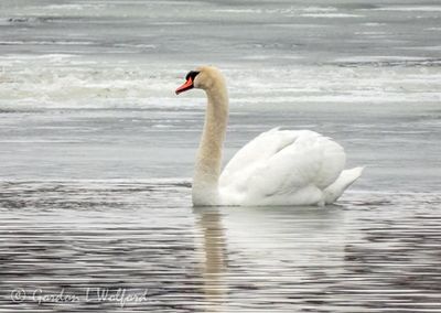 Mute Swan Swimming Near Ice DSCN122176