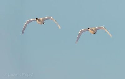 Two Trumpeter Swans In Flight DSCN122255
