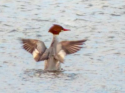 Female Common Merganser Spreading Her Wings DSCN122429