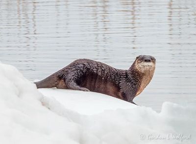 Otter On Ice DSCN122843