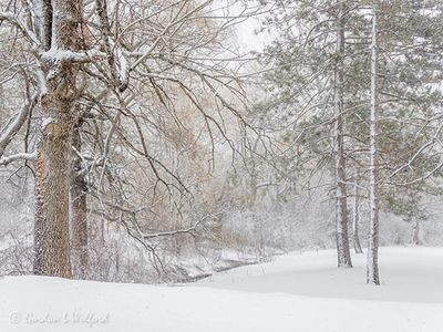 Winter Landscape In Snowstorm DSCN122731