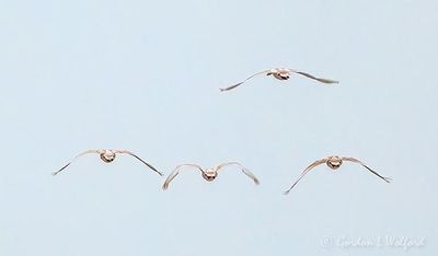 Four Trumpeter Swans In Flight Rear View DSCN123143
