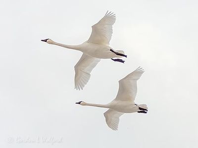 Two Trumpeter Swans In Flight DSCN123230
