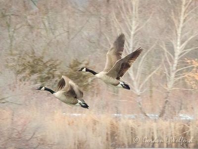 Two Canada Geese Taking Flight DSCN123591