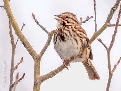Song Sparrow Singing DSCN123828