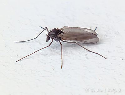 Tiny Bug P1090811-3