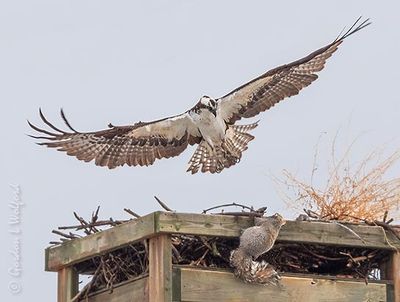 Osprey Scaring Off A Squirrel DSCN124672