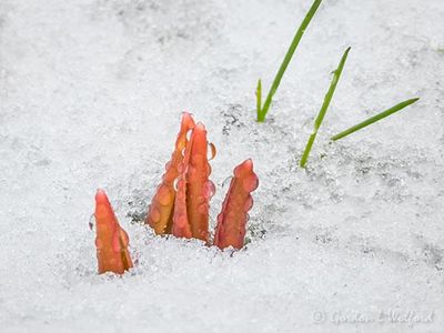 Wet Tulip Sprouts In Snow DSCN124586