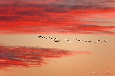 Geese In Flight At Sunset 90D60449