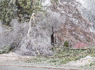 20230405 Ice Storm - Broken Tree & Large Downed Limb DSCN125118