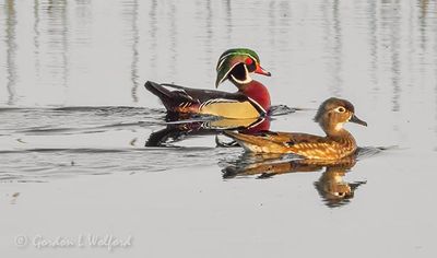 Mr & Ms Wood Duck DSCN126221