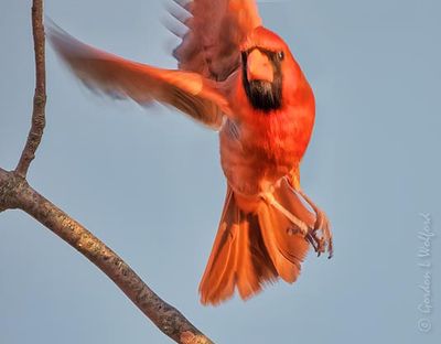 Male Cardinal Taking Flight DSCN126793