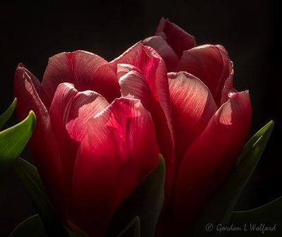 Sunstruck RedWhite Tulips DSCN126755