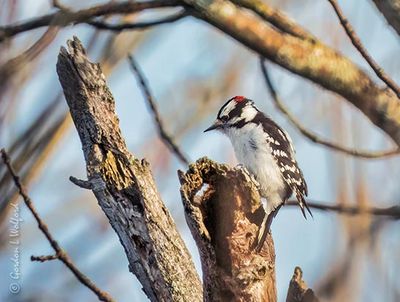 Male Downy Woodpecker DSCN126790