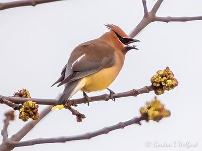 Cedar Waxwing Eating A Tree Bud DSCN126847