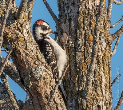 Hairy Woodpecker In The Fork Of A Tree DSCN126034