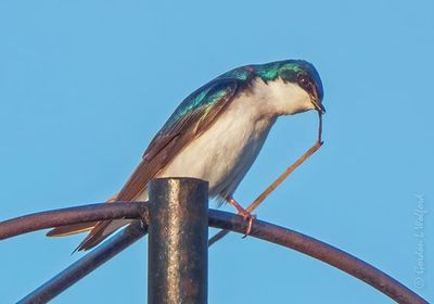 Tree Swallow With Nest Material DSCN127348