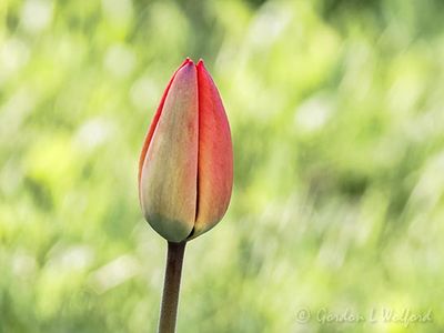 Tulip Soon To Bloom DSCN127378