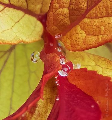Tiny Water Droplets In Spiraea Spring Leaves DSCN127690