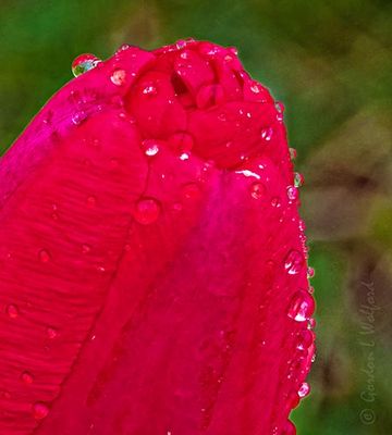 Wet Red Tulip Close DSCN127695