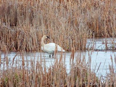 Trumpeter Swan In The Swale DSCN127670