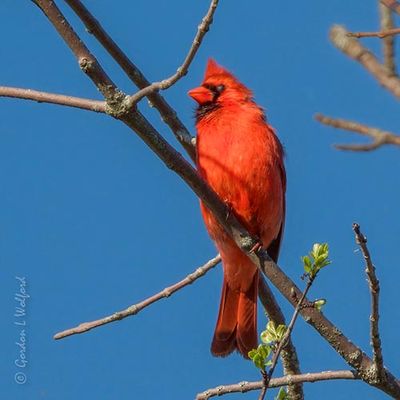 Male Northern Cardinal DSCN128226