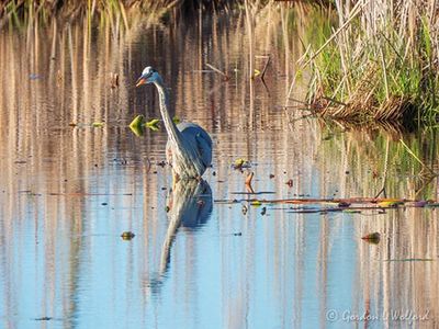 Great Blue Heron In The Swale Reflected DSCN128290