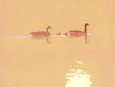 Backlit Geese & Goslings In Sunrise Mist 90D64341