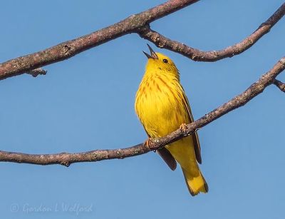 Yellow Warbler Warbling DSCN129173