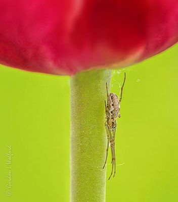 Spider Lurking Under A Tulip DSCN130073-83