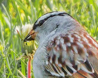 White-crowned Sparrow Dining On Dandelion Seeds Close DSCN130200
