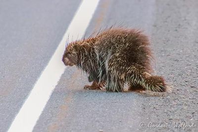 Porcupine Waiting To Cross The Road 90D64930