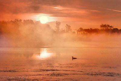 Clouded Sunrise Beyond Loon In Misty Rideau Canal 90D66676