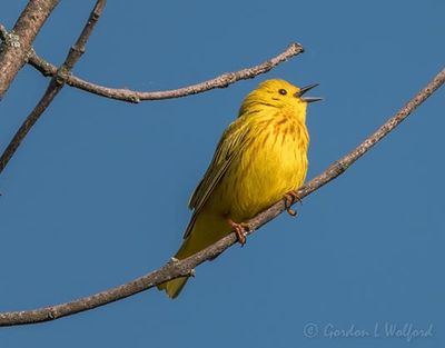 Yellow Warbler Warbling DSCN130952