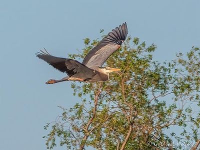 Great Blue Heron In Flight DSCN130872