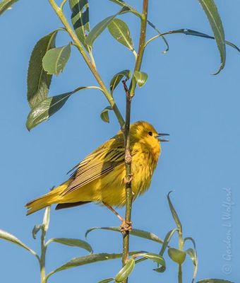 Yellow Warbler Warbling DSCN131175