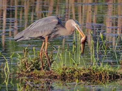 Great Blue Heron With A Catfish DSCN131433