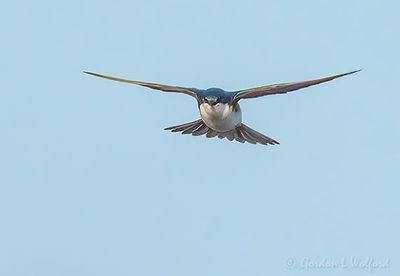 Tree Swallow In Flight DSCN131507