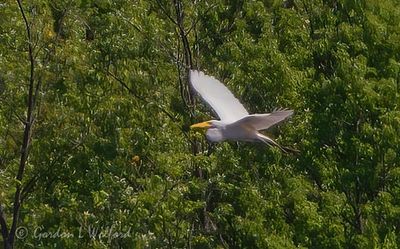 Great Egret In Flight DSCN132114