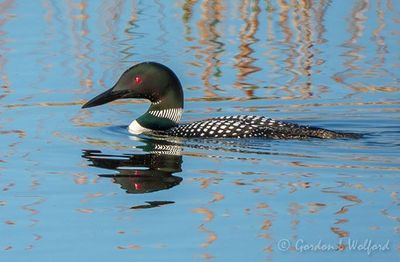 Loons of Ontario