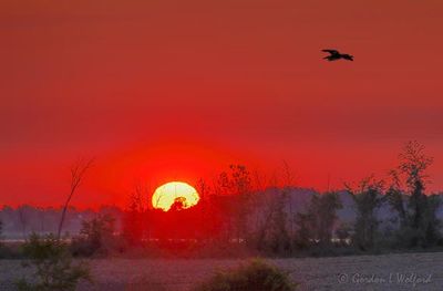 Sunrise Beyond Heron In Flight 90D68046-50