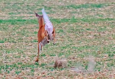 White-tailed Deer On The Run 90D69951