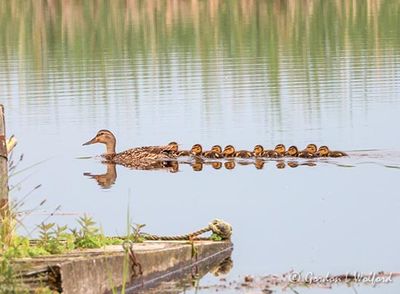 Mallard Mother & Nine Ducklings DSCN134451