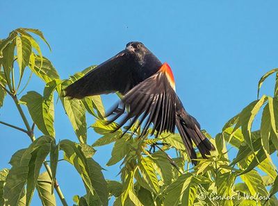Red-winged Blackbird Taking Flight DSCN135306